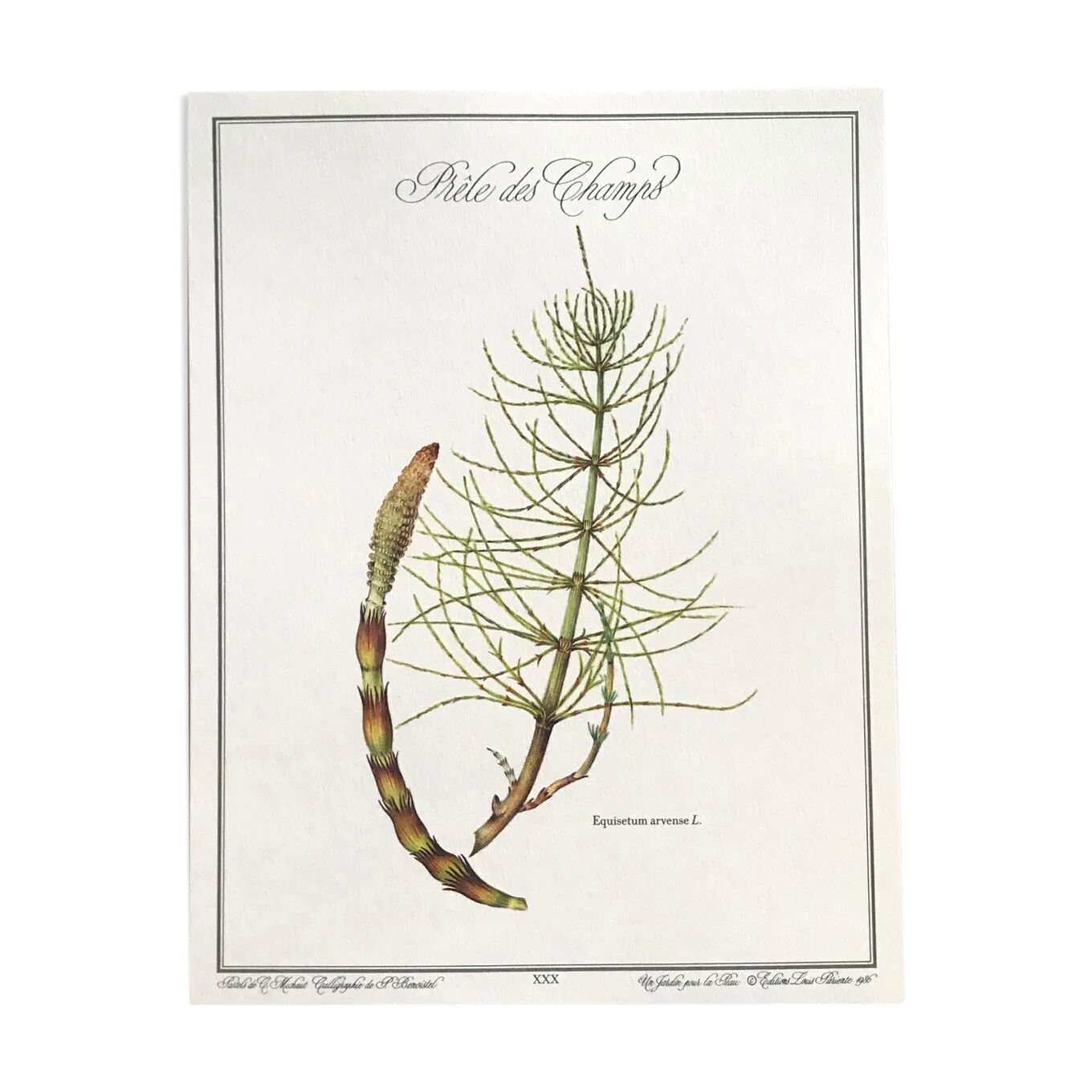 Botanical plate horsetail of the fields