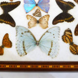 Butterfly tray