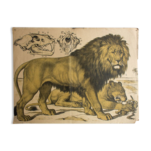 Affiche Lion « Felis Leo » Engleders