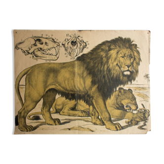 Lion "Felis Leo" Engleders boards poster wall lith. J. F. Schreiber 1893