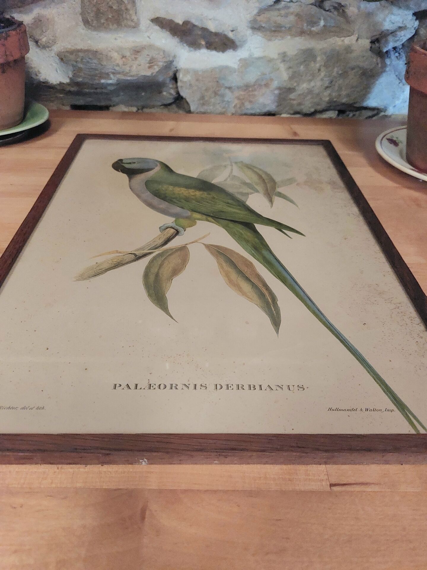 Cadre ancien ornithologique