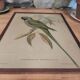 Cadre ancien ornithologique