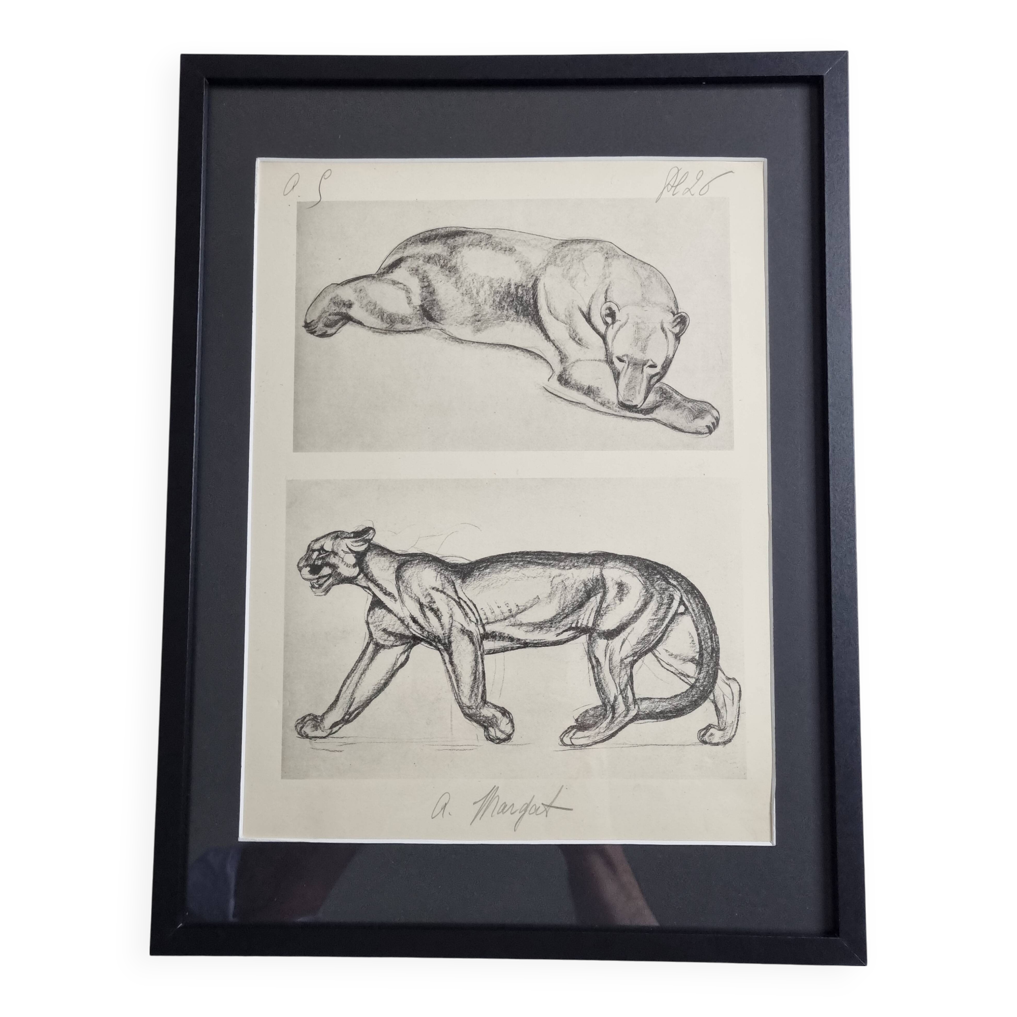 Illustrated plate – studies of feline and bear – Signed André Margat, 1930
