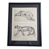 Illustrated plate – studies of feline and bear – Signed André Margat, 1930