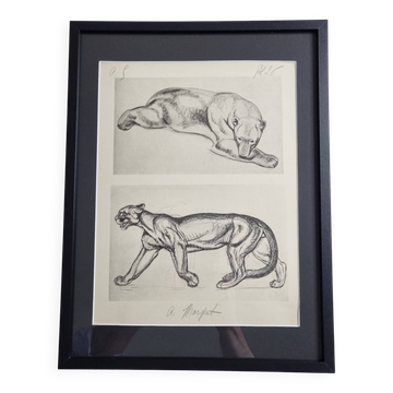 Illustrated plate – studies of feline and bear – Signed André Margat, 1930