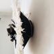 Jujuhat white 50 cm