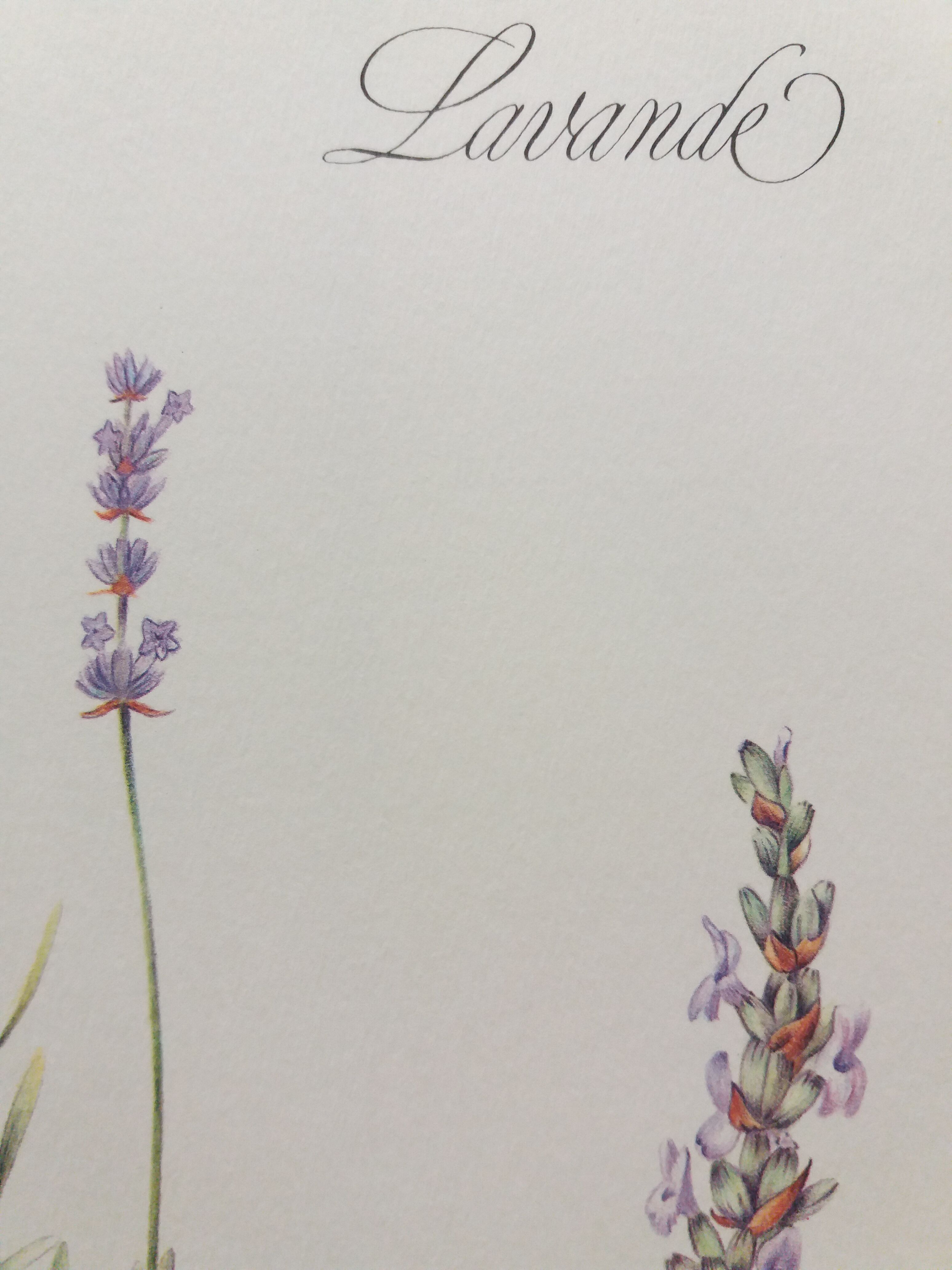 Lavender botanical plank