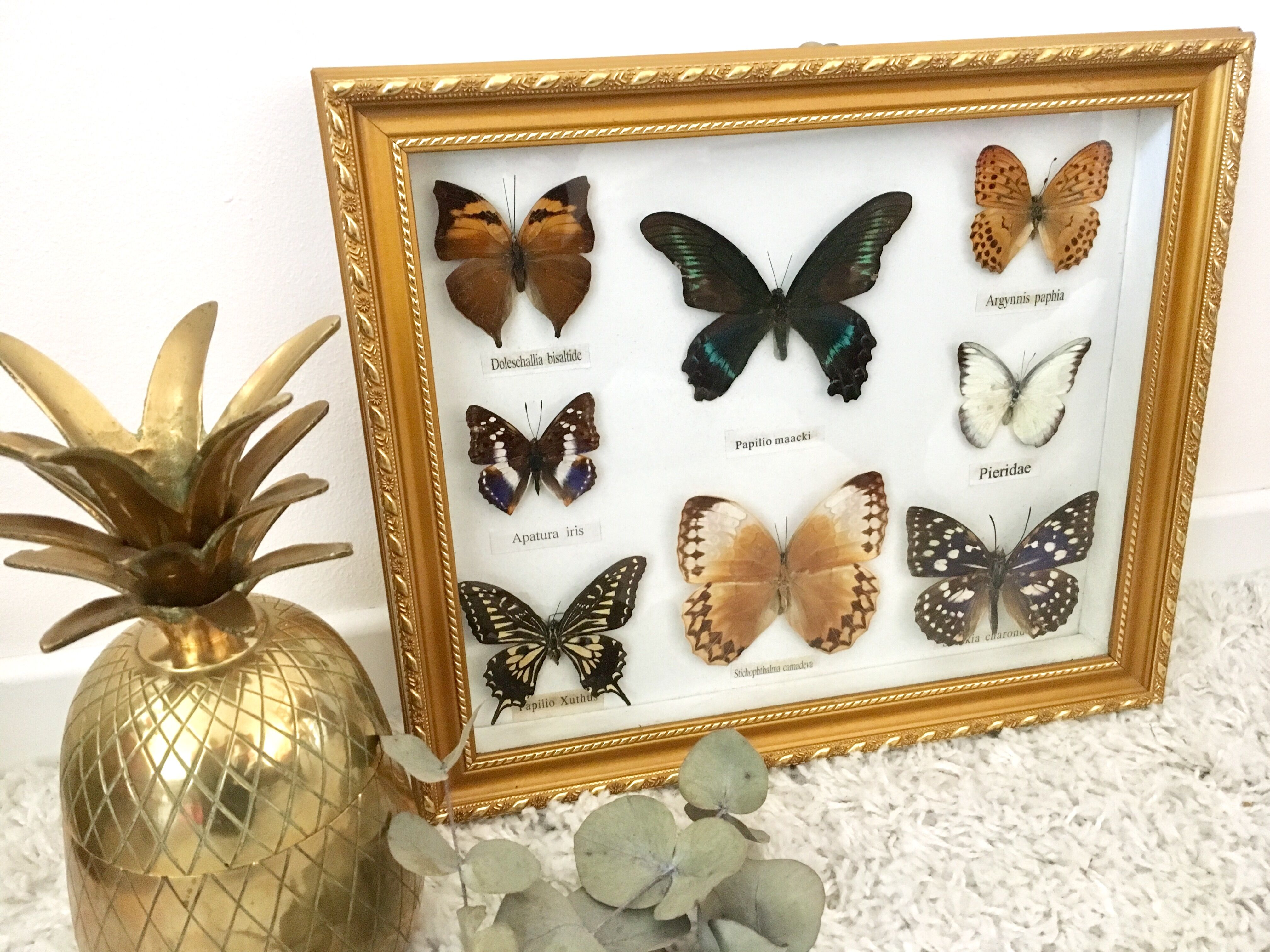 Frame mounted butterflies