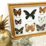 Frame mounted butterflies