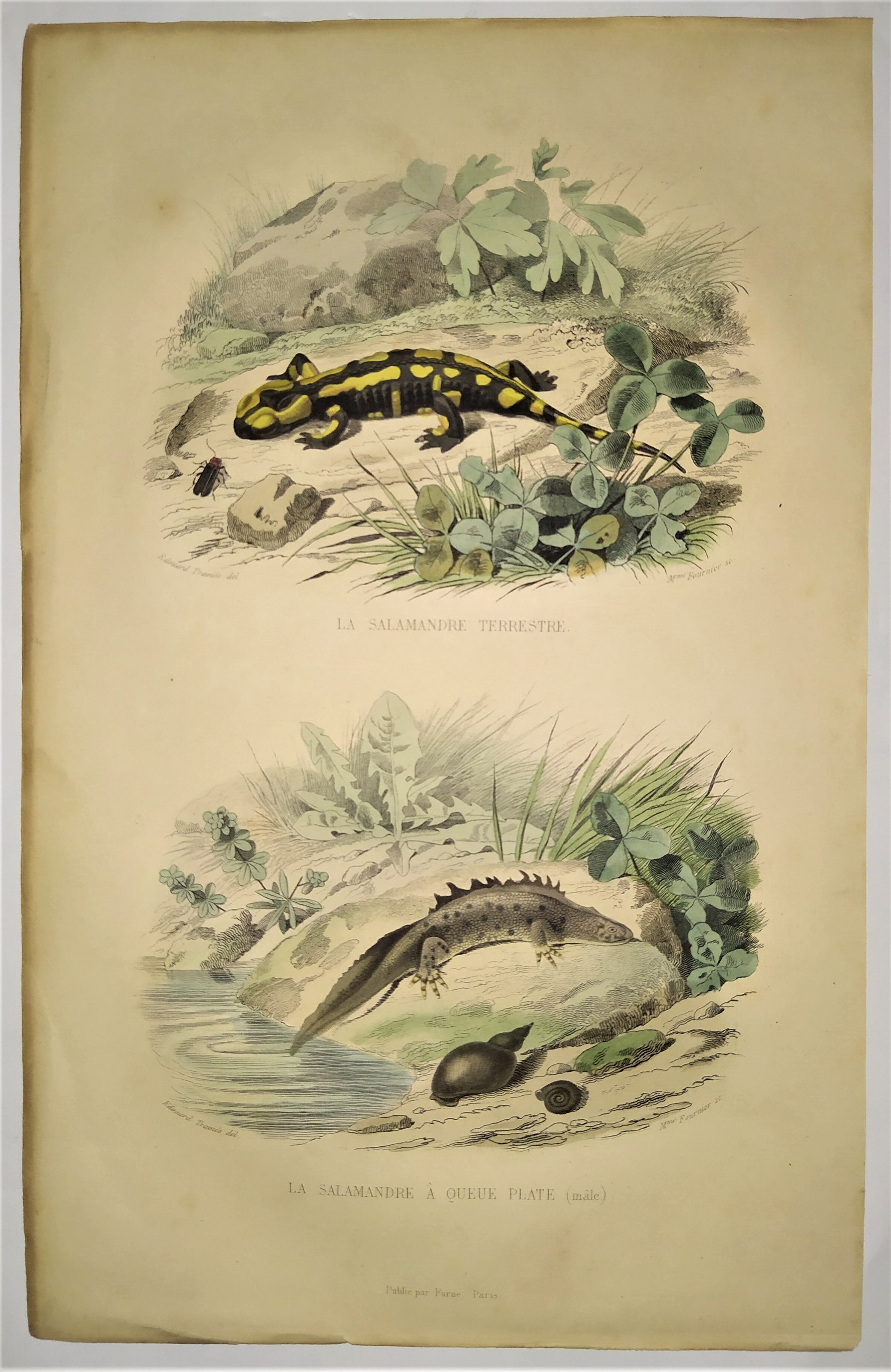 Original zoological plate of 1839 " the terrestrial salamander,....