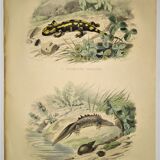 Original zoological plate of 1839 " the terrestrial salamander,....