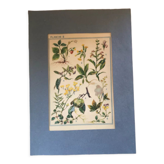 Planche II vintage originale fleurs