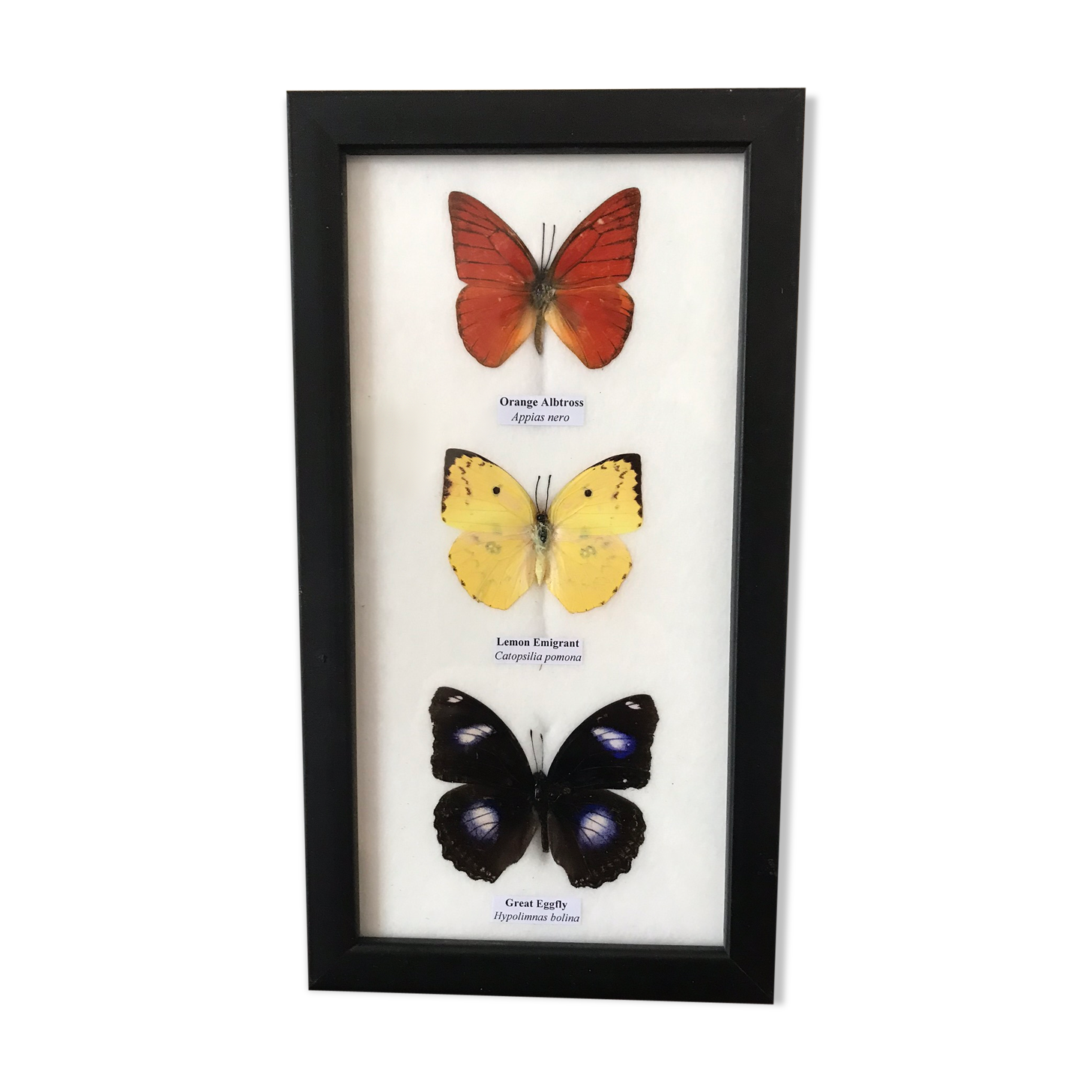 Frame Butterflies assortment 14 cm x 25 cm