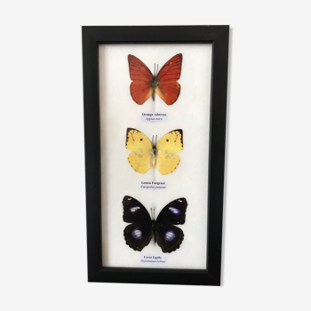 Cadre papillons assortiment 14 cm x 25 cm