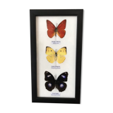 Frame Butterflies assortment 14 cm x 25 cm