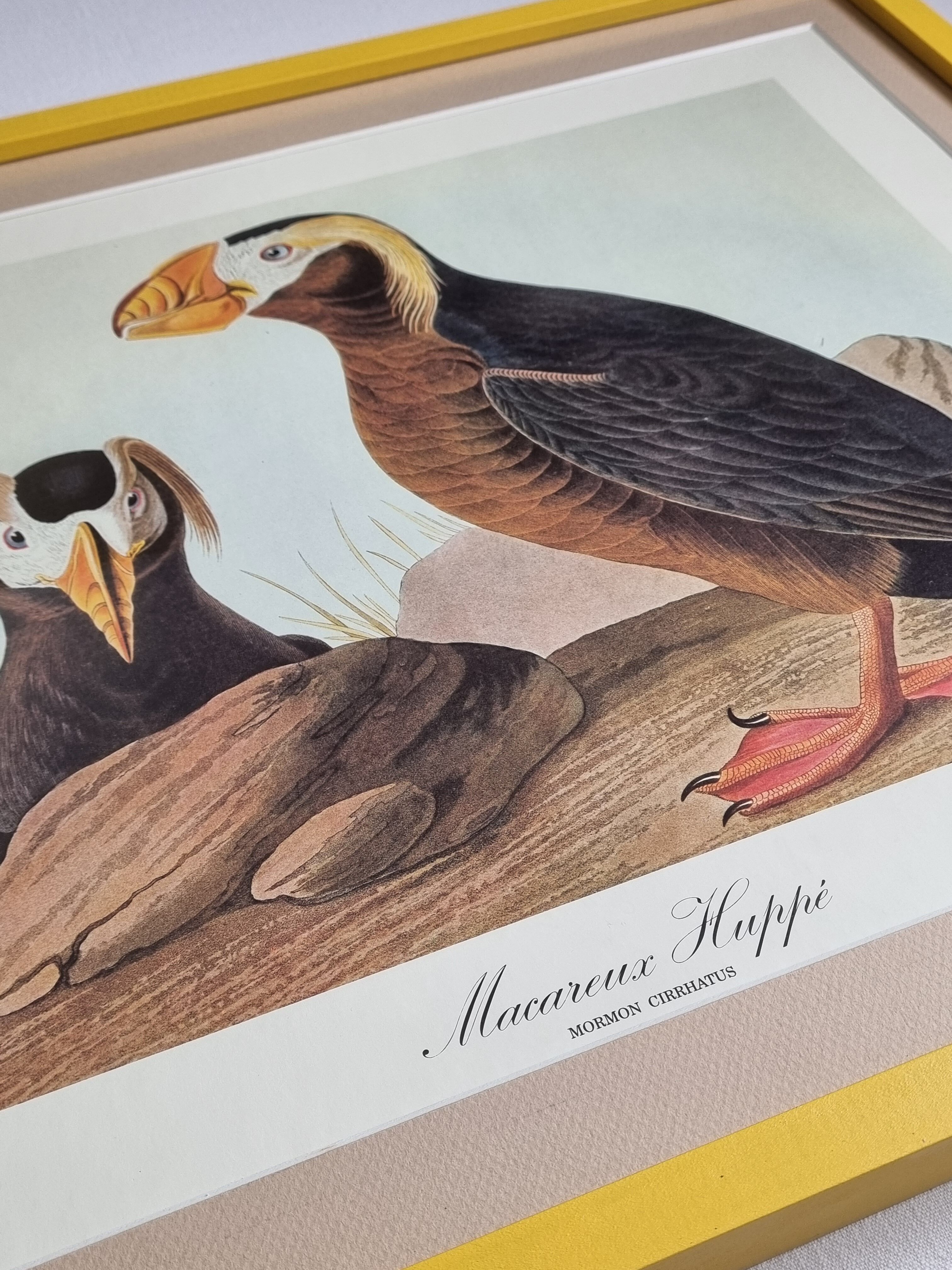 Vintage reproduction after Jean-Jacques Audubon, ornithology, Puffin Crested