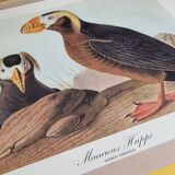 Vintage reproduction after Jean-Jacques Audubon, ornithology, Puffin Crested