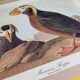 Reproduction vintage d'après Jean-Jacques Audubon, ornithologie, Macareux Huppé