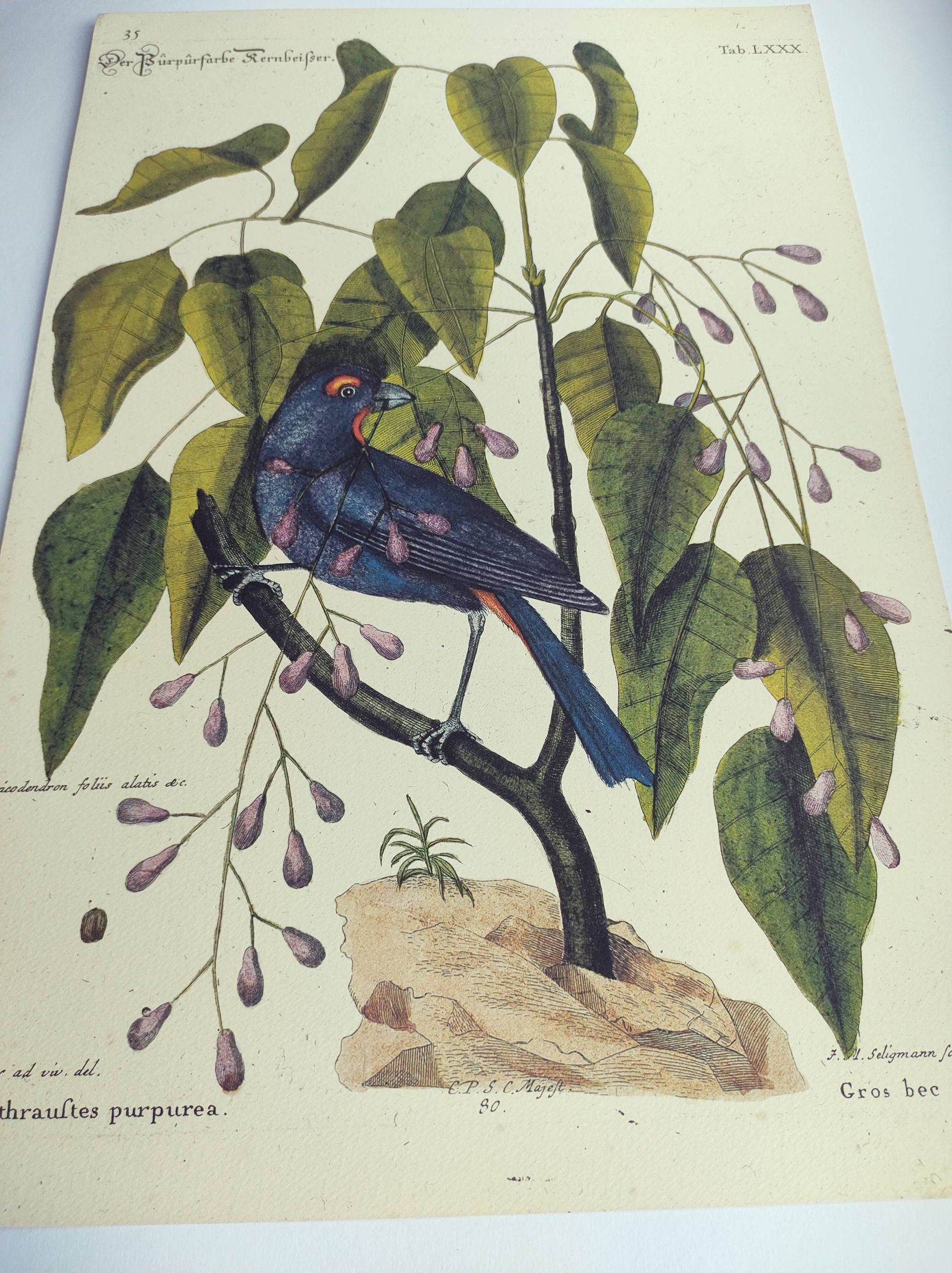 Old bird engraving - Gros Bec Violet - Animal and nature board by Seligmann & Catesby