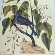 Old bird engraving - Gros Bec Violet - Animal and nature board by Seligmann & Catesby
