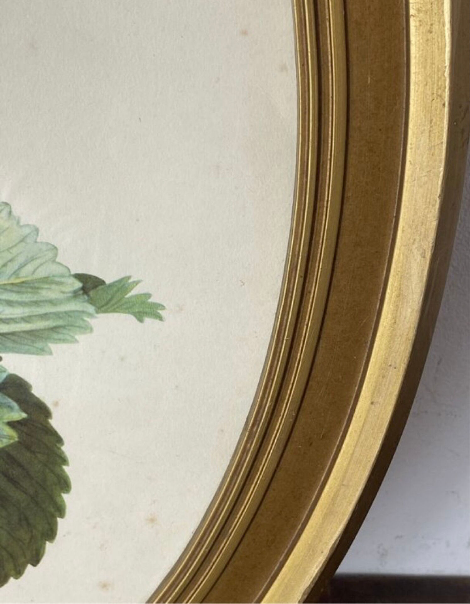 Framed botanical print of Fragaria Grandiflora