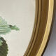 Framed botanical print of Fragaria Grandiflora