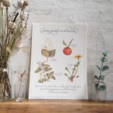 Stimulating aperitif tisane botanical board