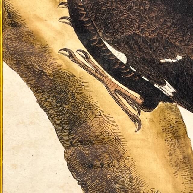 Engraving Crested Black Woodpecker from Louisiana