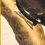 Engraving Crested Black Woodpecker from Louisiana