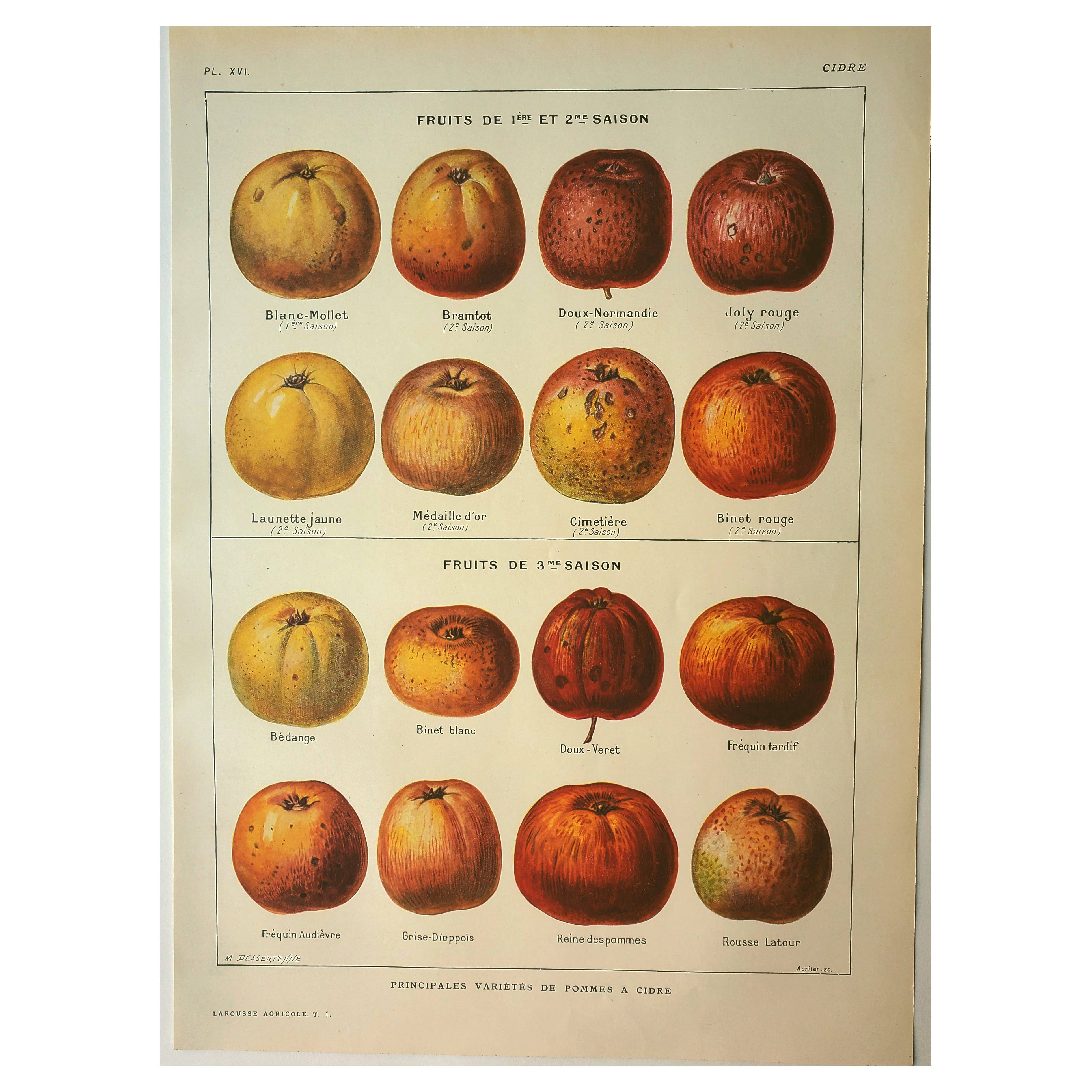 Botanical engraving - 1921 - Cider apple - Lithograph, variety plate