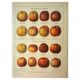Botanical engraving - 1921 - Cider apple - Lithograph, variety plate