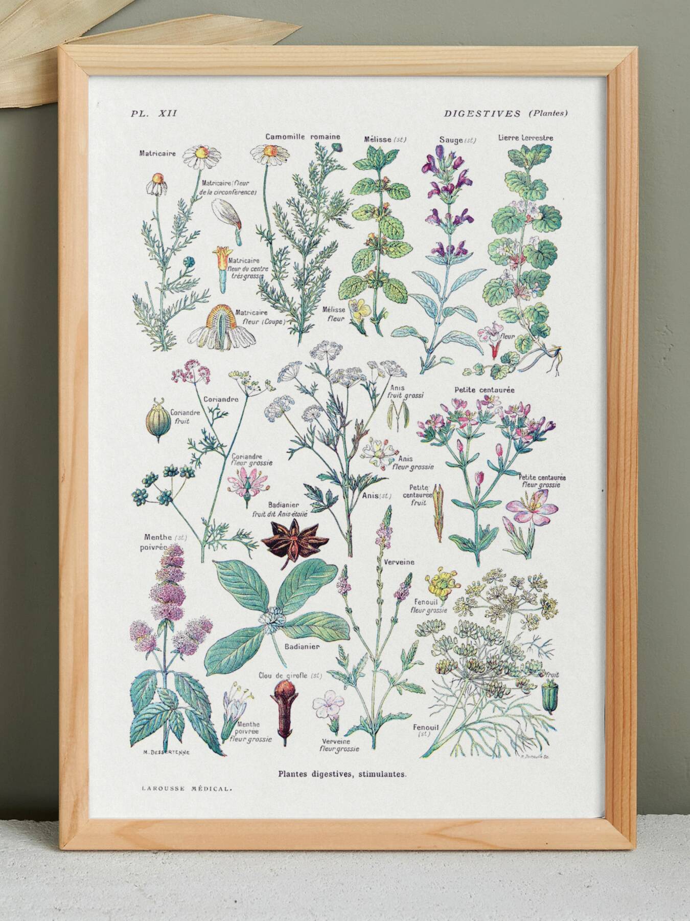 Poster on digestive plants, based on a 1928 lithograph