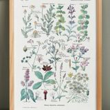 Poster on digestive plants, based on a 1928 lithograph