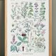 Poster on digestive plants, based on a 1928 lithograph