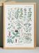 Poster on digestive plants, based on a 1928 lithograph
