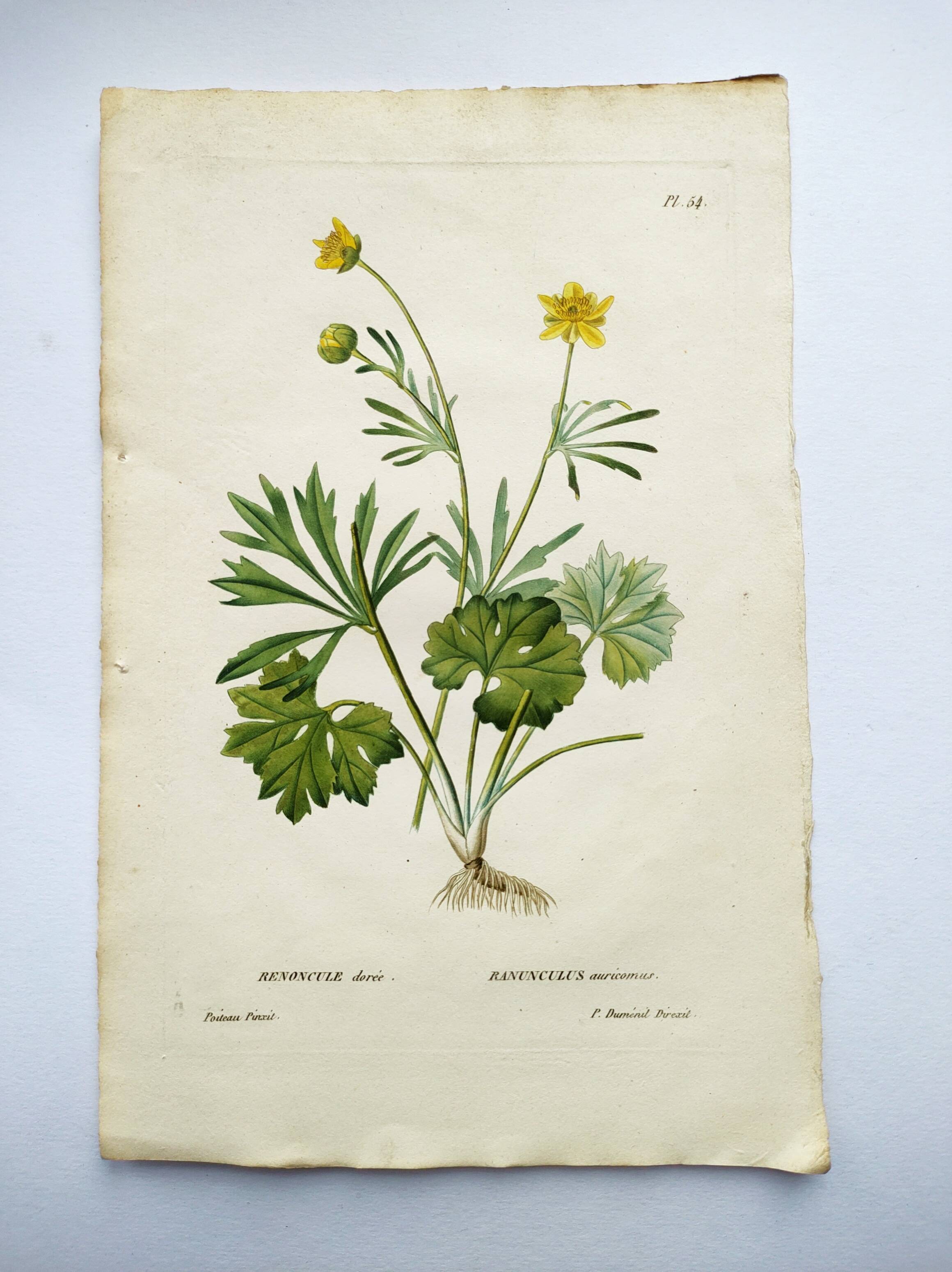 Antique botanical engraving from 1829 - Golden buttercup - By Poiteau. Flower