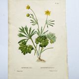 Gravure botanique ancienne de 1829 - Renoncule dorée- Par Poiteau. Fleur