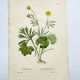 Antique botanical engraving from 1829 - Golden buttercup - By Poiteau. Flower