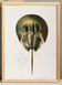Poster about the horseshoe crab, based on an old lithograph