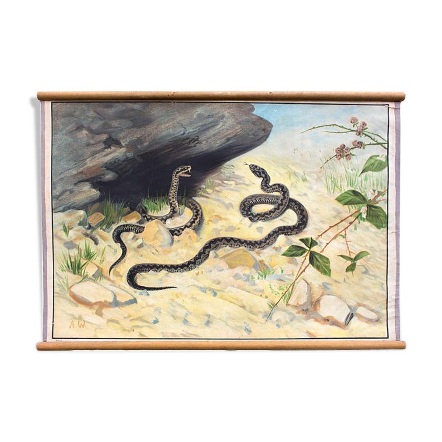 Poster Common Viper, educational grid, 1903