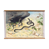 Poster Common Viper, educational grid, 1903