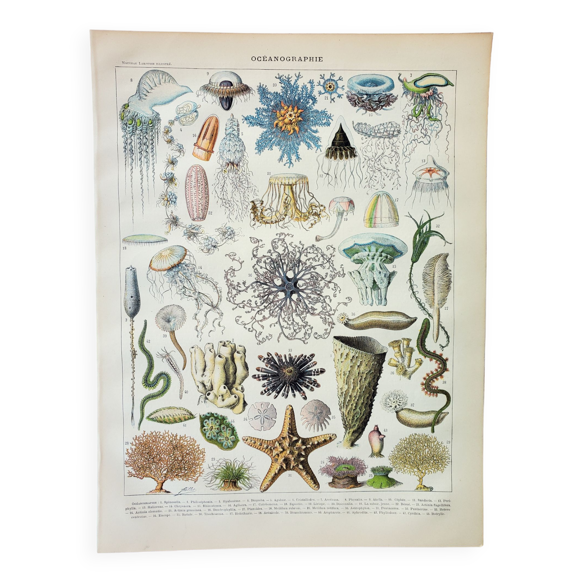 Engraving • Oceanography, marine animals • Original and vintage poster from 1898