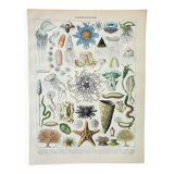 Engraving • Oceanography, marine animals • Original and vintage poster from 1898