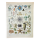 Gravure • Océanographie, animaux marin • Affiche originale et vintage de 1898