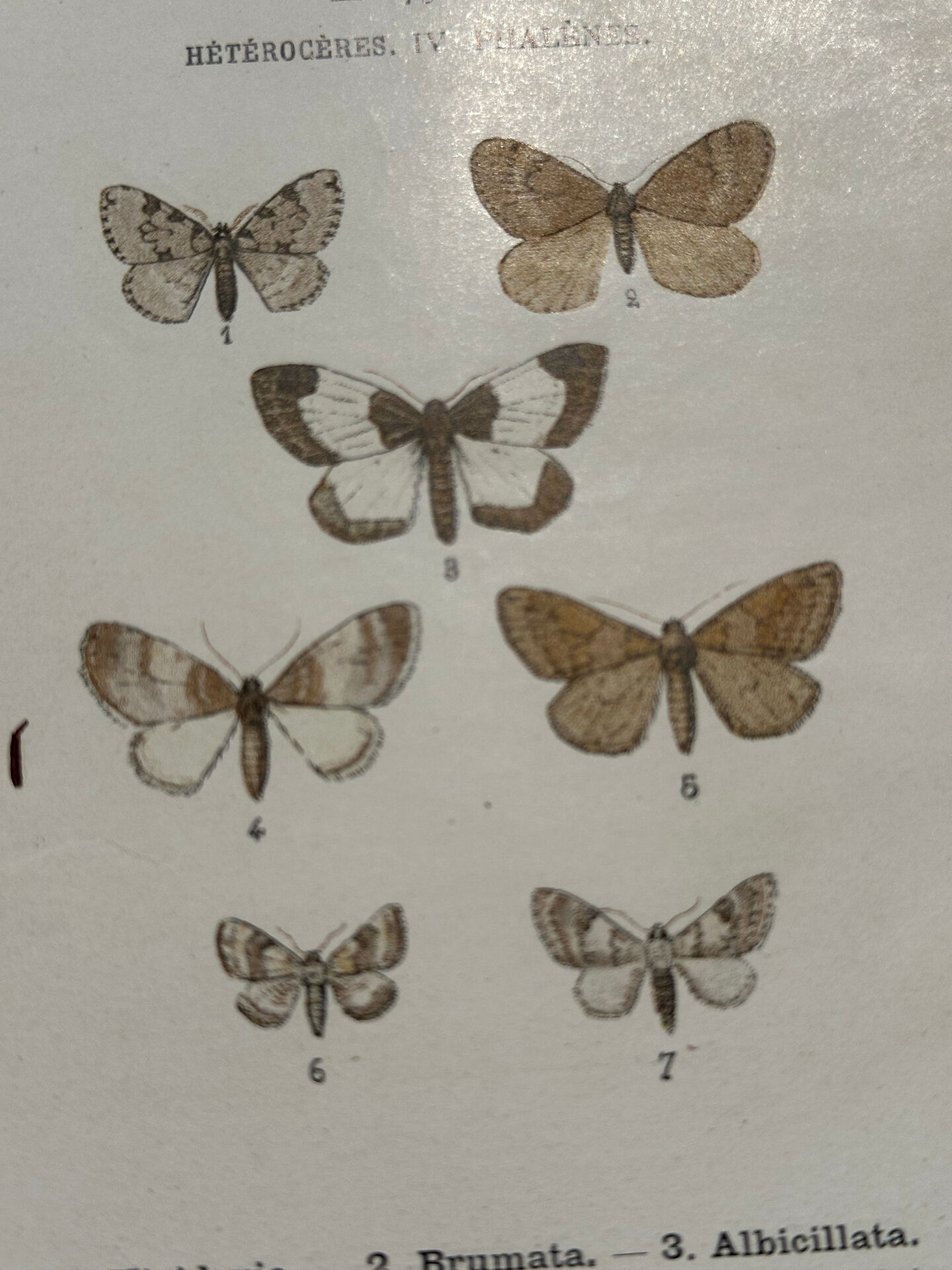 Gravure botanique papillons double face planche naturaliste Eau forte