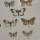 Gravure botanique papillons double face planche naturaliste Eau forte