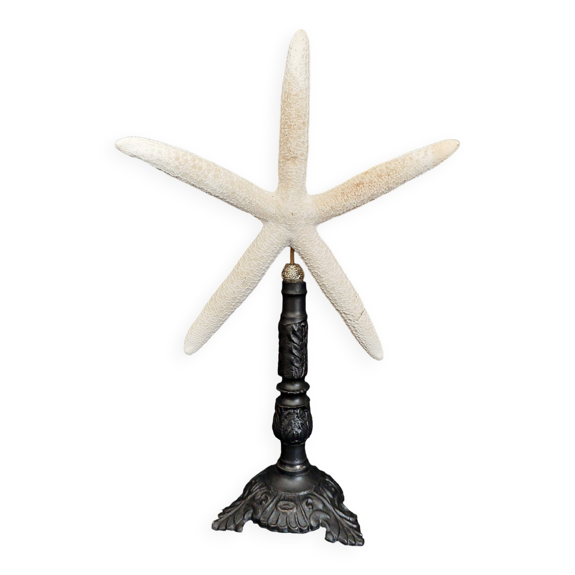Cabinet of Curiosities white starfish linckia laevigata on base