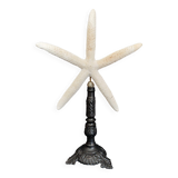Cabinet of Curiosities white starfish linckia laevigata on base