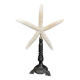 Cabinet of Curiosities white starfish linckia laevigata on base