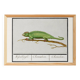 Small poster on the Chameleon, after an old engraving from 1610.